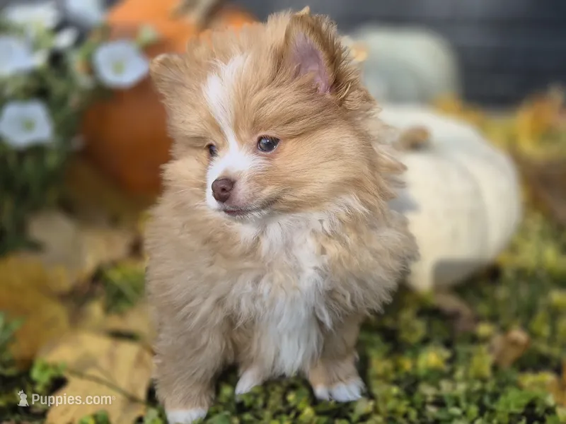 AKC Jackson – Pomeranian puppy for sale in Middlebury, IN