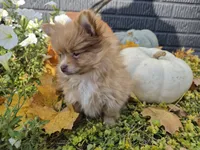 AKC Annabelle, a female Pomeranian for sale in Middlebury, IN – 6 of 10