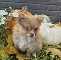 AKC Annabelle, a female Pomeranian for sale in Middlebury, IN – 5 of 10