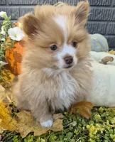 AKC Jackson, a male Pomeranian for sale in Middlebury, IN – 5 of 10