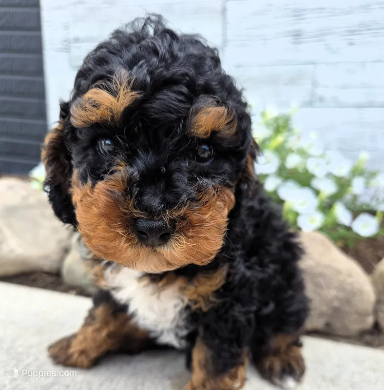 AKC Benny – Poodle - Miniature  puppy for sale in Middlebury, IN