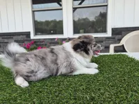 AKC Maisie, a female Pomeranian for sale in Middlebury, IN – 10 of 10
