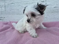 Grace, a female Yorkshire Terrier and Morkie for sale in Middlebury, IN – 6 of 6