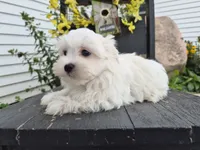 AKC Finn, a male Maltese for sale in Middlebury, IN – 3 of 8