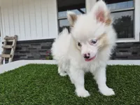 AKC Prince, a male Pomeranian for sale in Middlebury, IN – 4 of 8