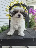 Rosie, a female Maltese and Yorkshire Terrier for sale in Middlebury, IN – 9 of 10
