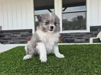 AKC Maisie, a female Pomeranian for sale in Middlebury, IN – 7 of 10