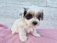 Rosie, a female Yorkshire Terrier and Morkie for sale in Middlebury, IN – 2 of 6