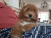 AKC  Oliver, a male Poodle - Miniature  for sale in Middlebury, IN – 9 of 10