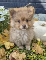 AKC Patsy, a female Pomeranian for sale in Middlebury, IN – 3 of 10
