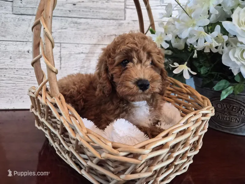 AKC  Oliver – Poodle - Miniature  puppy for sale in Middlebury, IN