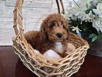 AKC  Oliver, a male Poodle - Miniature  for sale in Middlebury, IN – 2 of 10