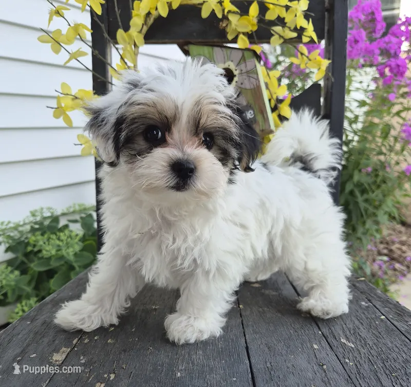 Rosie – Maltese, Yorkshire Terrier puppy for sale in Middlebury, IN
