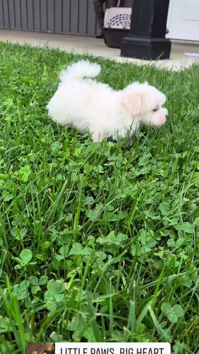 AKC Mochi, a male Maltese for sale in Middlebury, IN – 9 of 9