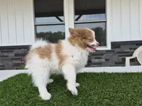 AKC Loki, a male Pomeranian for sale in Middlebury, IN – 7 of 10