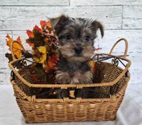 AKC Freddy, a male Yorkshire Terrier for sale in Middlebury, IN – 7 of 10