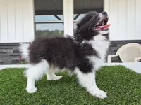 AKC  Mickey, a male Pomeranian for sale in Middlebury, IN – 9 of 10