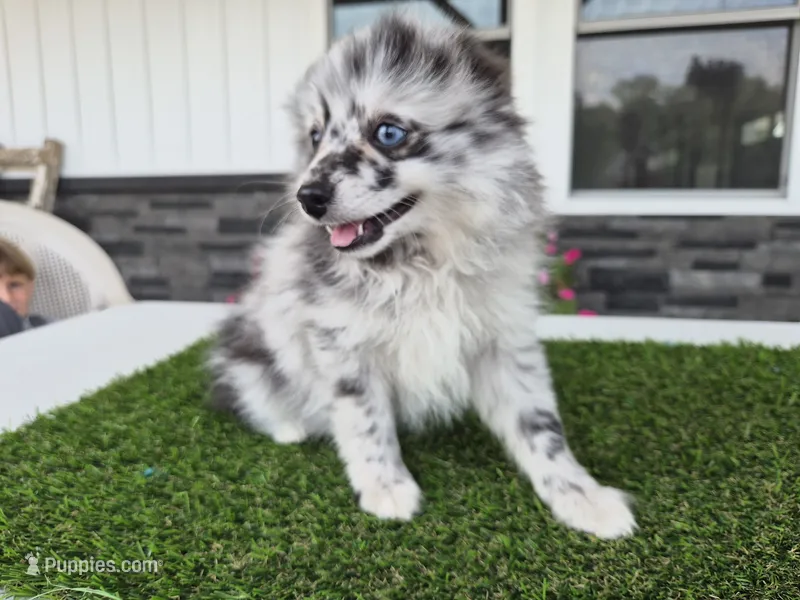 AKC  Romeo – Pomeranian puppy for sale in Middlebury, IN