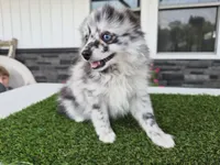 AKC  Romeo, a male Pomeranian for sale in Middlebury, IN – 1 of 10