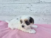 Rosie, a female Yorkshire Terrier and Morkie for sale in Middlebury, IN – 6 of 6