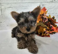 AKC Chippy, a male Yorkshire Terrier for sale in Middlebury, IN – 5 of 10