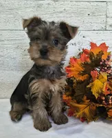 AKC Freddy, a male Yorkshire Terrier for sale in Middlebury, IN – 2 of 10