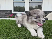 AKC Maisie, a female Pomeranian for sale in Middlebury, IN – 8 of 10