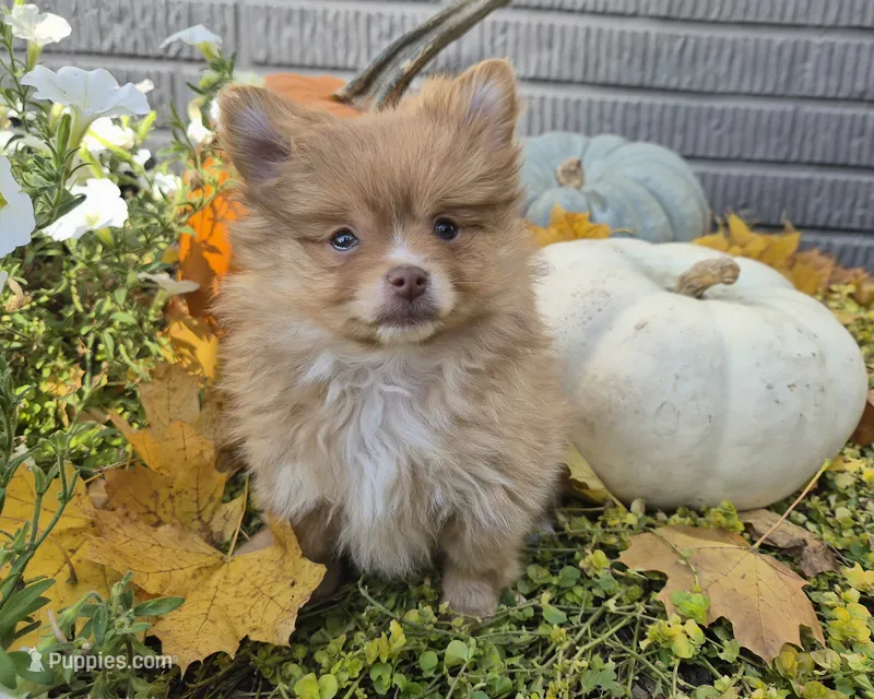 AKC Annabelle – Pomeranian puppy for sale in Middlebury, IN
