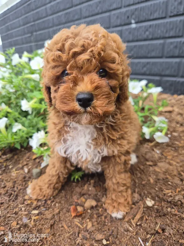 AKC Jenny – Poodle - Miniature  puppy for sale in Middlebury, IN
