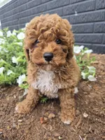AKC Jenny, a female Poodle - Miniature  for sale in Middlebury, IN – 1 of 10
