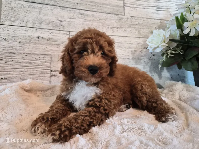 AKC  Oliver – Poodle - Miniature  puppy for sale in Middlebury, IN
