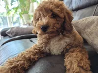 AKC  Oliver, a male Poodle - Miniature  for sale in Middlebury, IN – 10 of 10