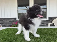 AKC  Mickey, a male Pomeranian for sale in Middlebury, IN – 6 of 10
