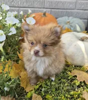 AKC Annabelle, a female Pomeranian for sale in Middlebury, IN – 10 of 10