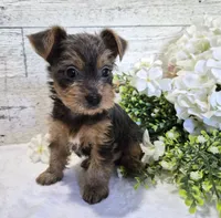 AKC Freddy, a male Yorkshire Terrier for sale in Middlebury, IN – 1 of 10