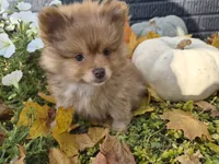 AKC Patsy, a female Pomeranian for sale in Middlebury, IN – 6 of 10