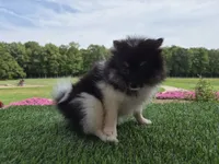AKC  Bailey, a female Pomeranian for sale in Middlebury, IN – 6 of 6