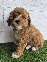 AKC  Jody, a female Poodle - Miniature  for sale in Middlebury, IN – 5 of 10