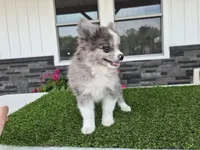 AKC  Chip, a male Pomeranian for sale in Middlebury, IN – 3 of 10