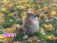 AKC Jackson, a male Pomeranian for sale in Middlebury, IN – 9 of 10