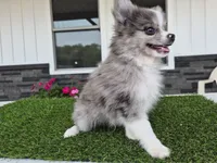 AKC  Chip, a male Pomeranian for sale in Middlebury, IN – 1 of 10