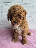 AKC Jenny, a female Poodle - Miniature  for sale in Middlebury, IN – 6 of 10