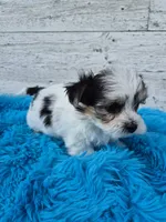 Oreo, a male Maltese and Yorkshire Terrier for sale in Middlebury, IN – 6 of 6