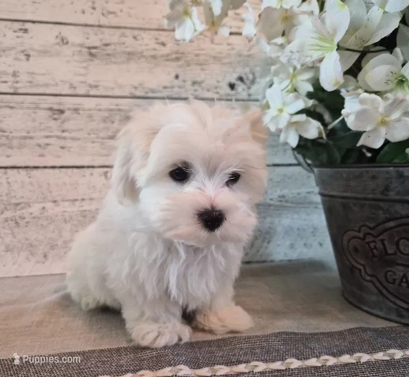 AKC Charlie – Maltese puppy for sale in Middlebury, IN