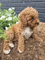 AKC Jenny, a female Poodle - Miniature  for sale in Middlebury, IN – 9 of 10