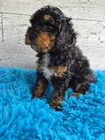 AKC Benny, a male Poodle - Miniature  for sale in Middlebury, IN – 8 of 10