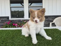 AKC Loki, a male Pomeranian for sale in Middlebury, IN – 2 of 10