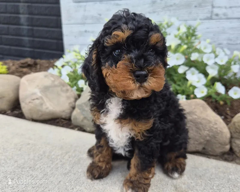 AKC Benny – Poodle - Miniature  puppy for sale in Middlebury, IN