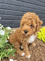 AKC  Oliver, a male Poodle - Miniature  for sale in Middlebury, IN – 6 of 10