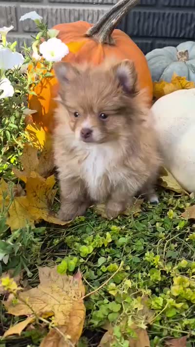 AKC Annabelle, a female Pomeranian for sale in Middlebury, IN – 7 of 10